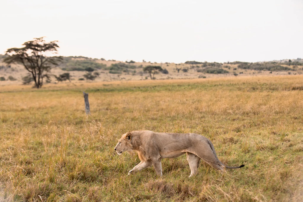 Wildlife at Hemingways River Camp Mara, Mara North Conservancy, Kenya.