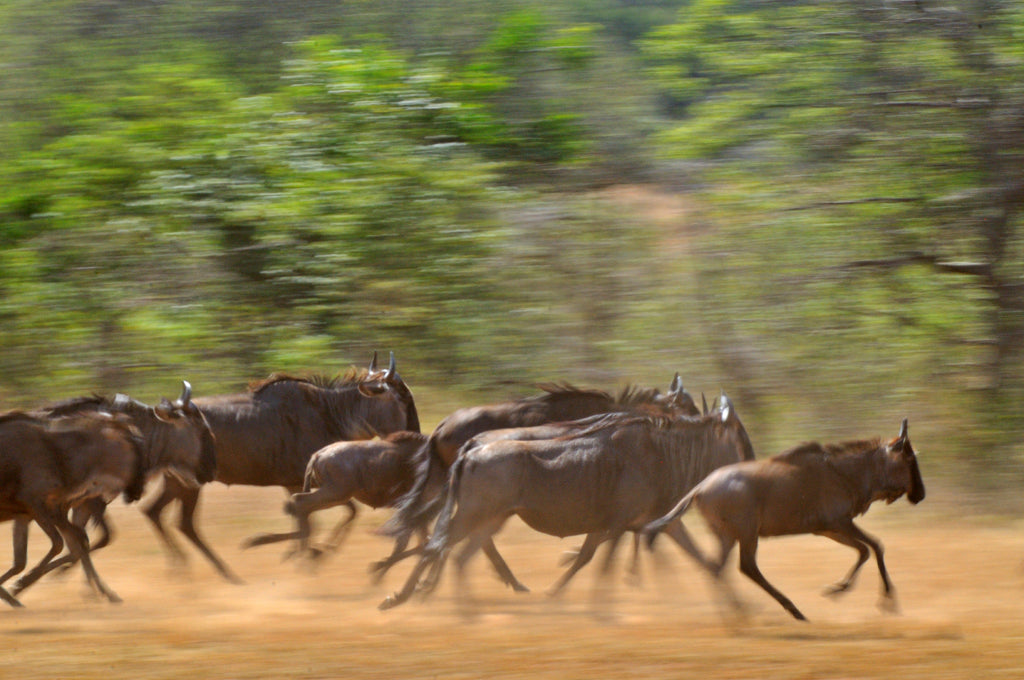 Migration