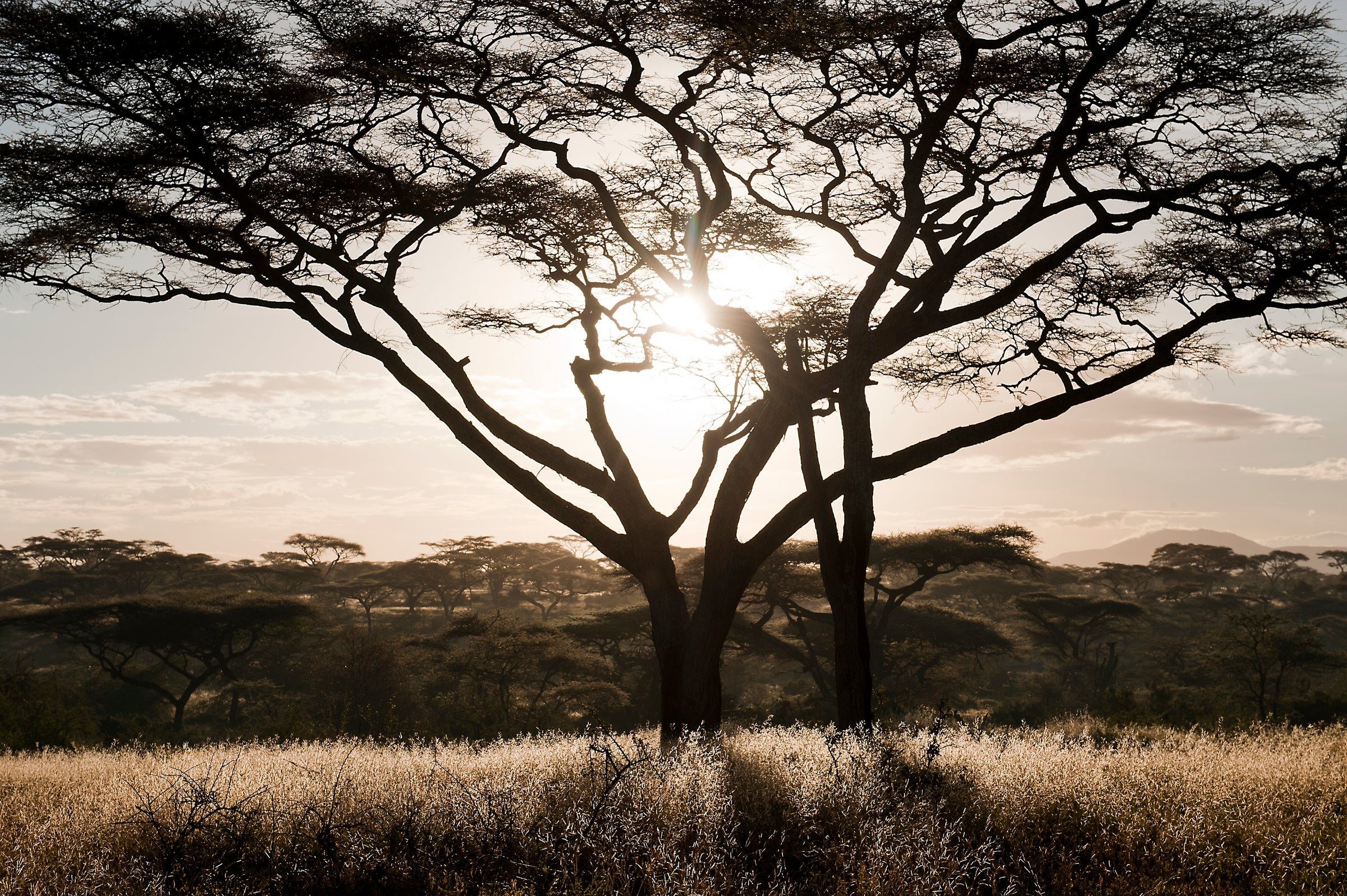 Ndutu Under Canvas