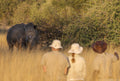 Walking with Rhino and a visit to the CRCI Imvelo Ngamo sanctuary