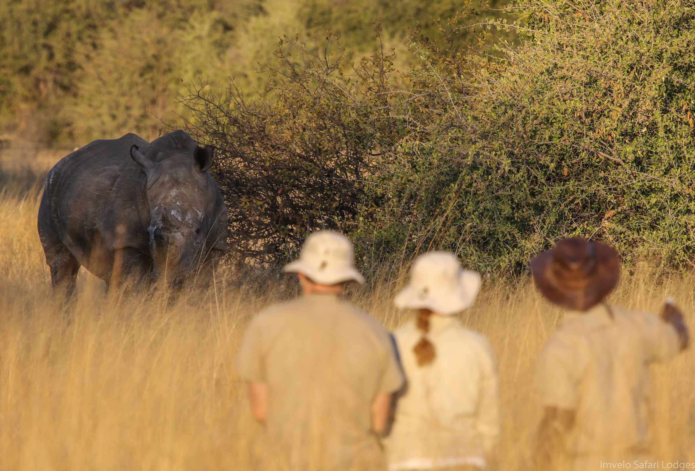 Camelthorn Lodge — Walking with Rhino and a visit to the CRCI Imvelo Ngamo sanctuary