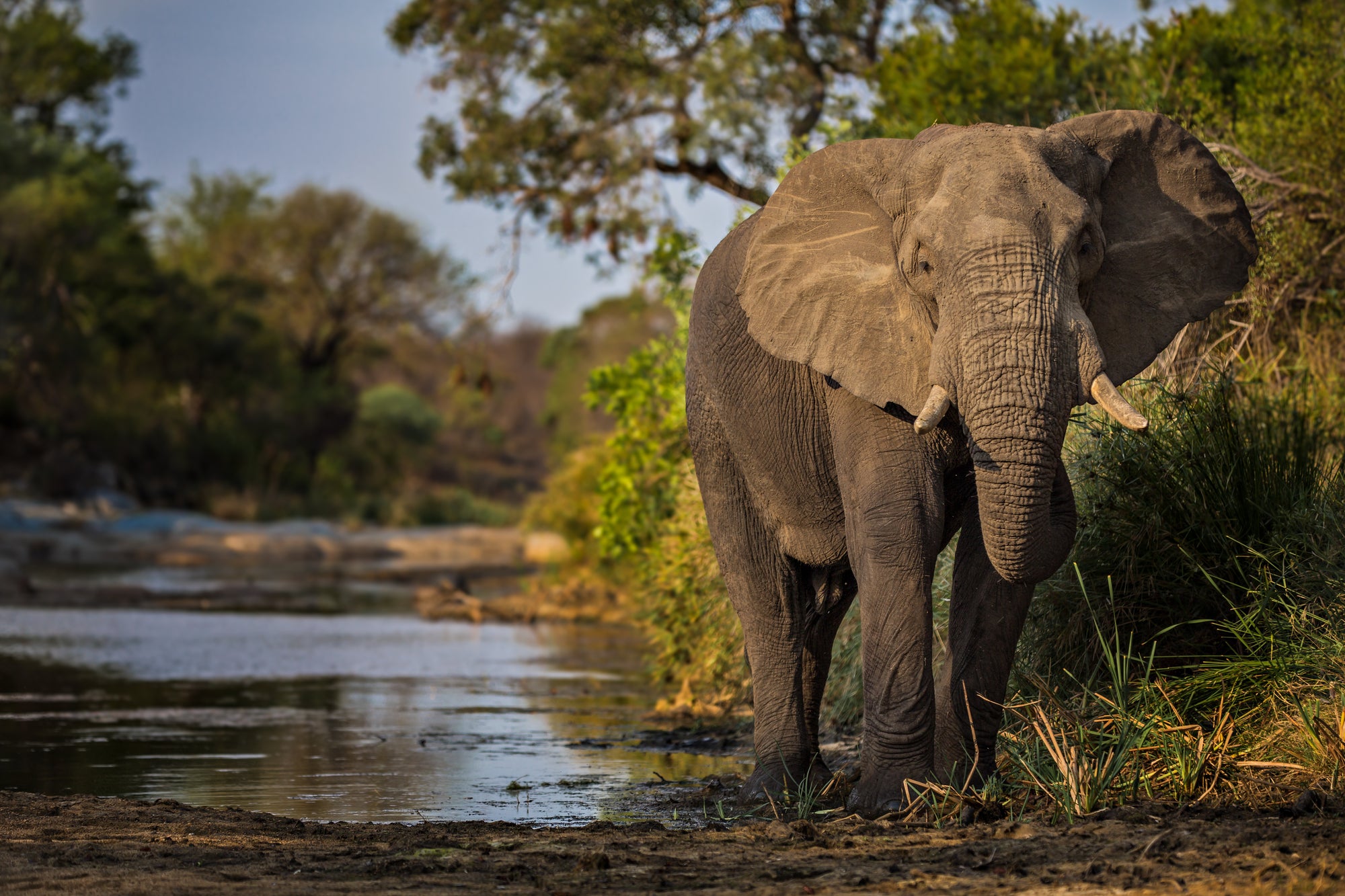 Geiger's Camp | Elephant