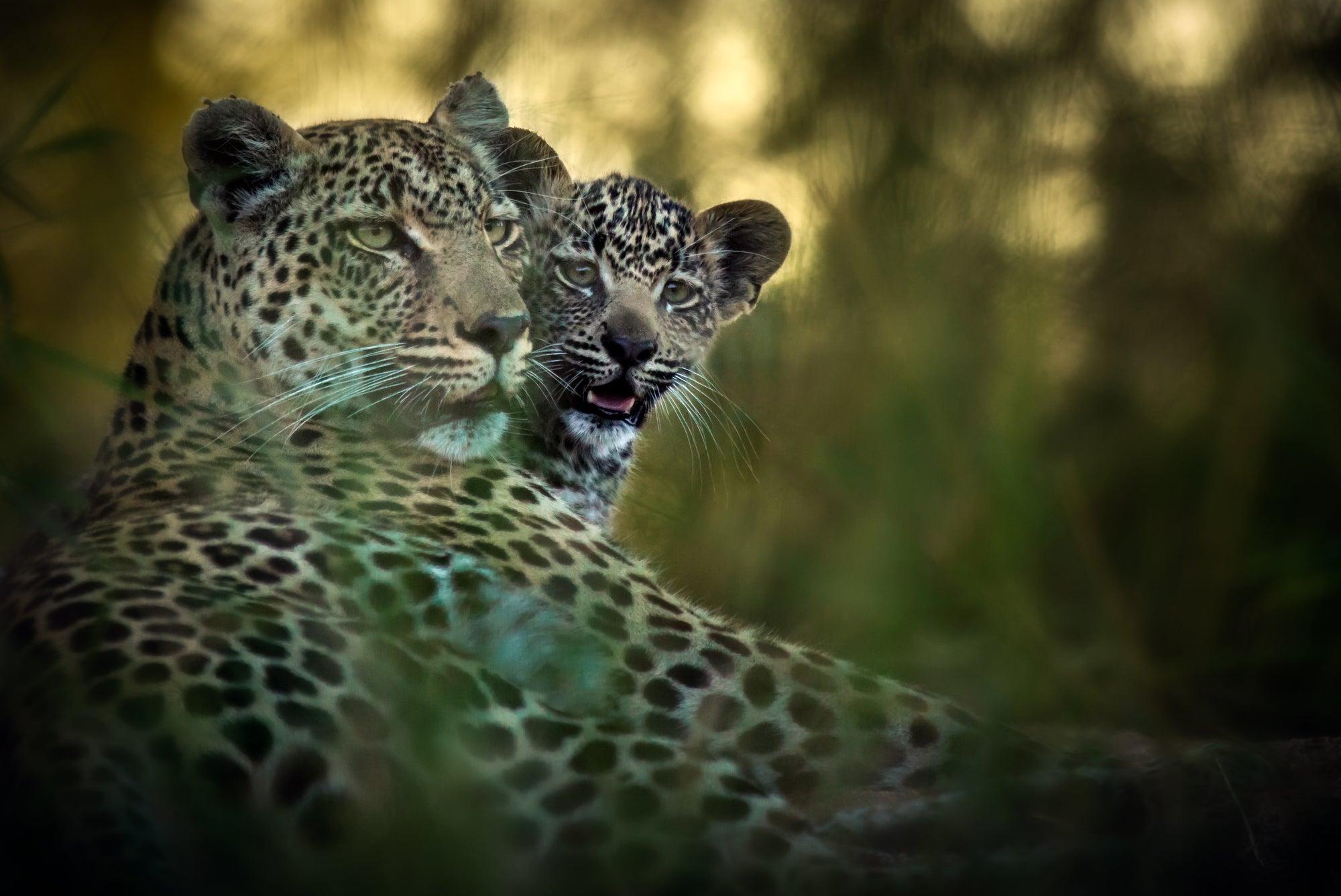 Geiger's Camp | Leopard