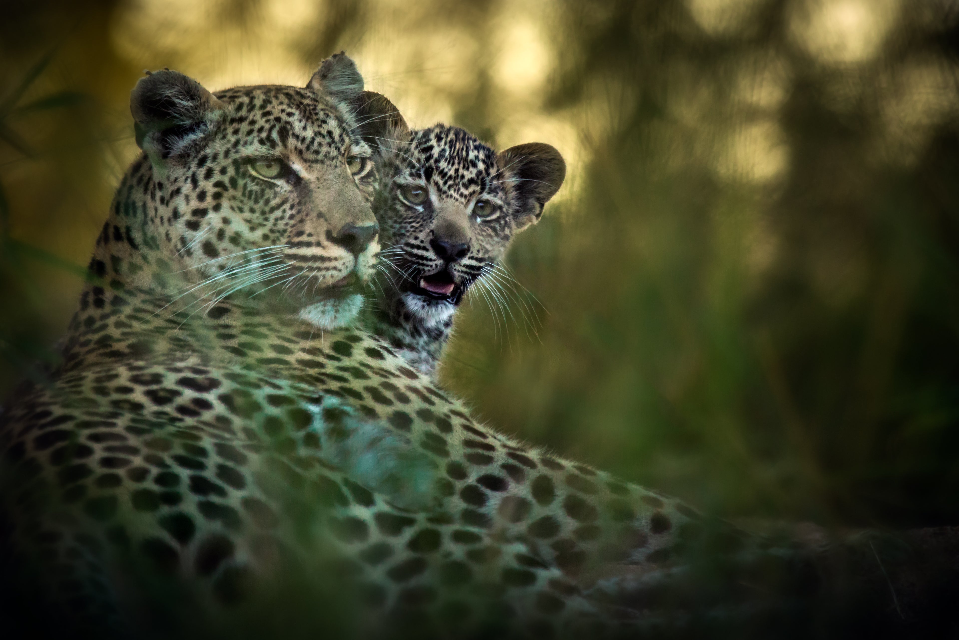 Geiger's Camp | Leopard