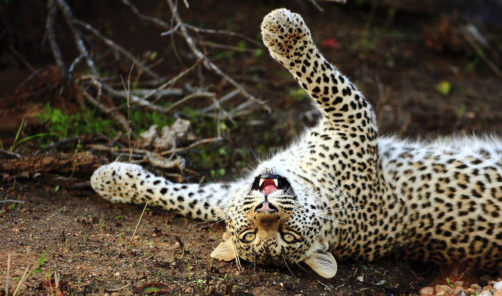 Geiger's Camp | Leopard