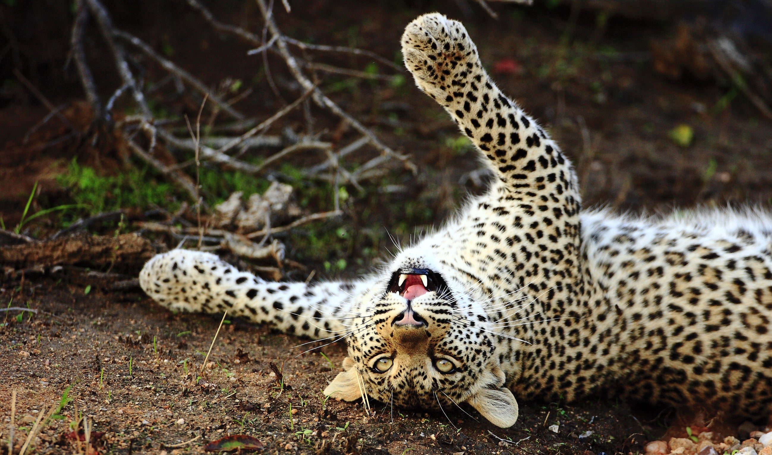 Geiger's Camp | Leopard