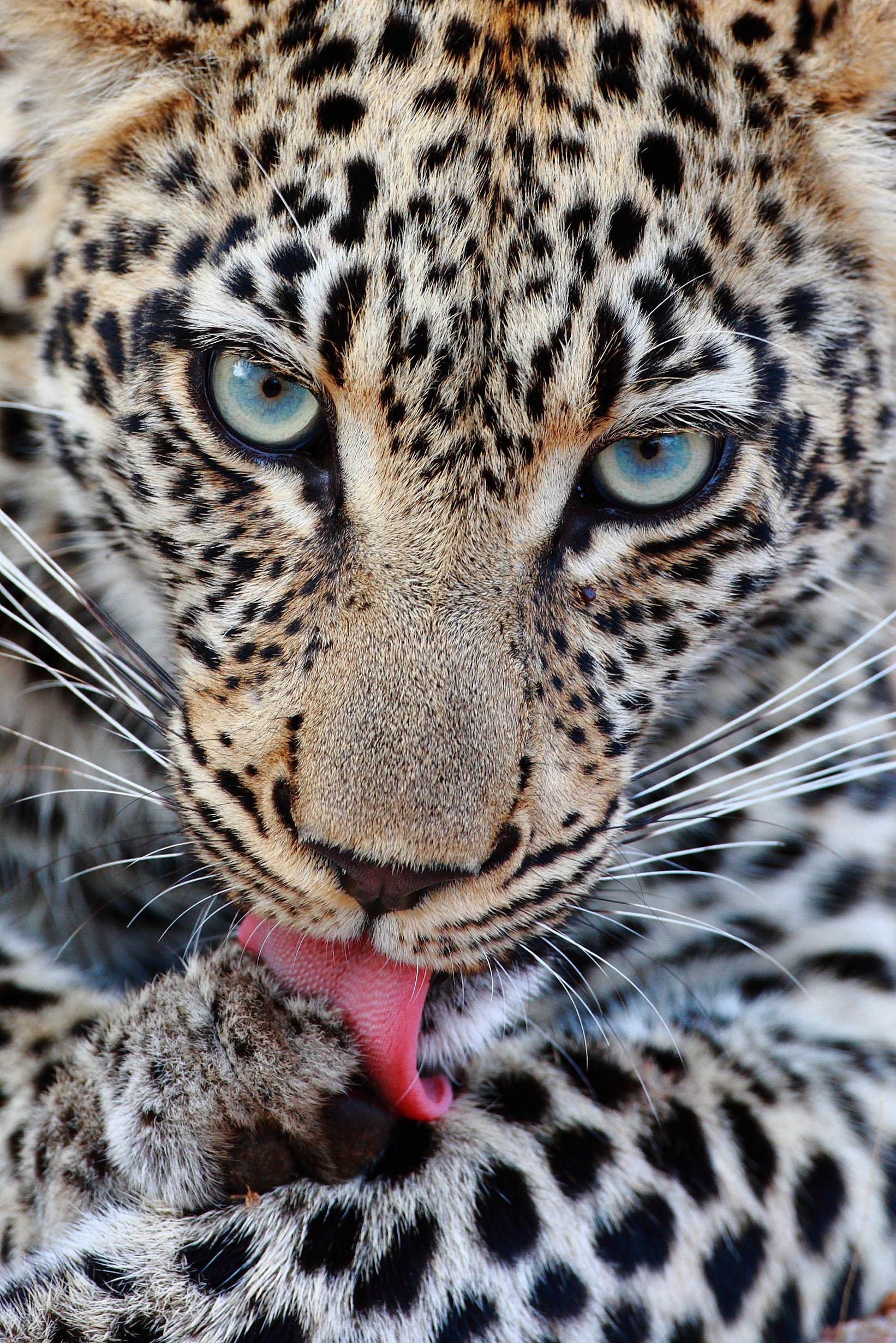 Geiger's Camp | Leopard