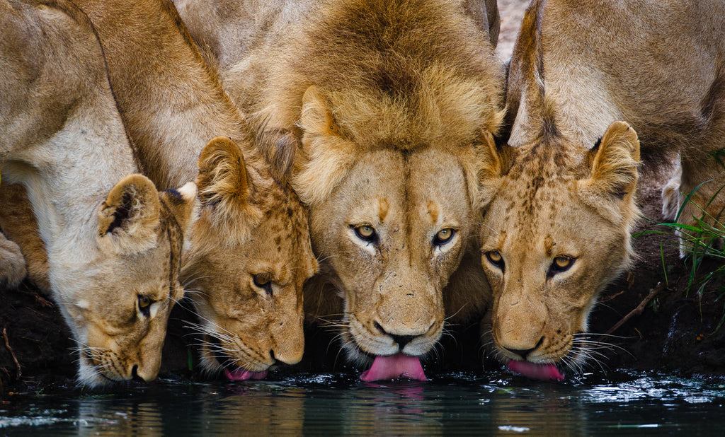 Geiger's Camp | Lion