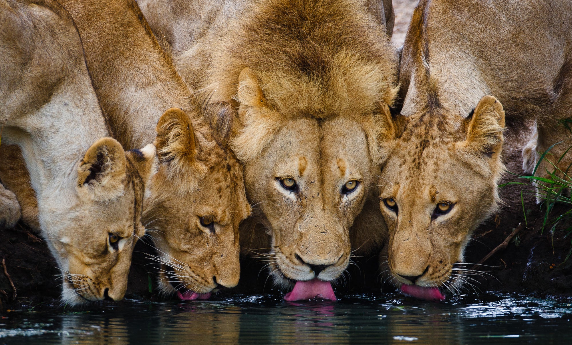Geiger's Camp | Lion