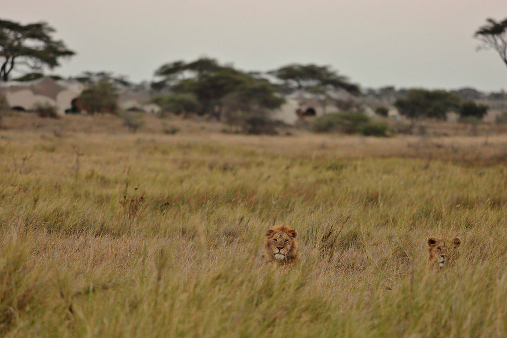 Namiri Plains - Lions with Tents in the Background