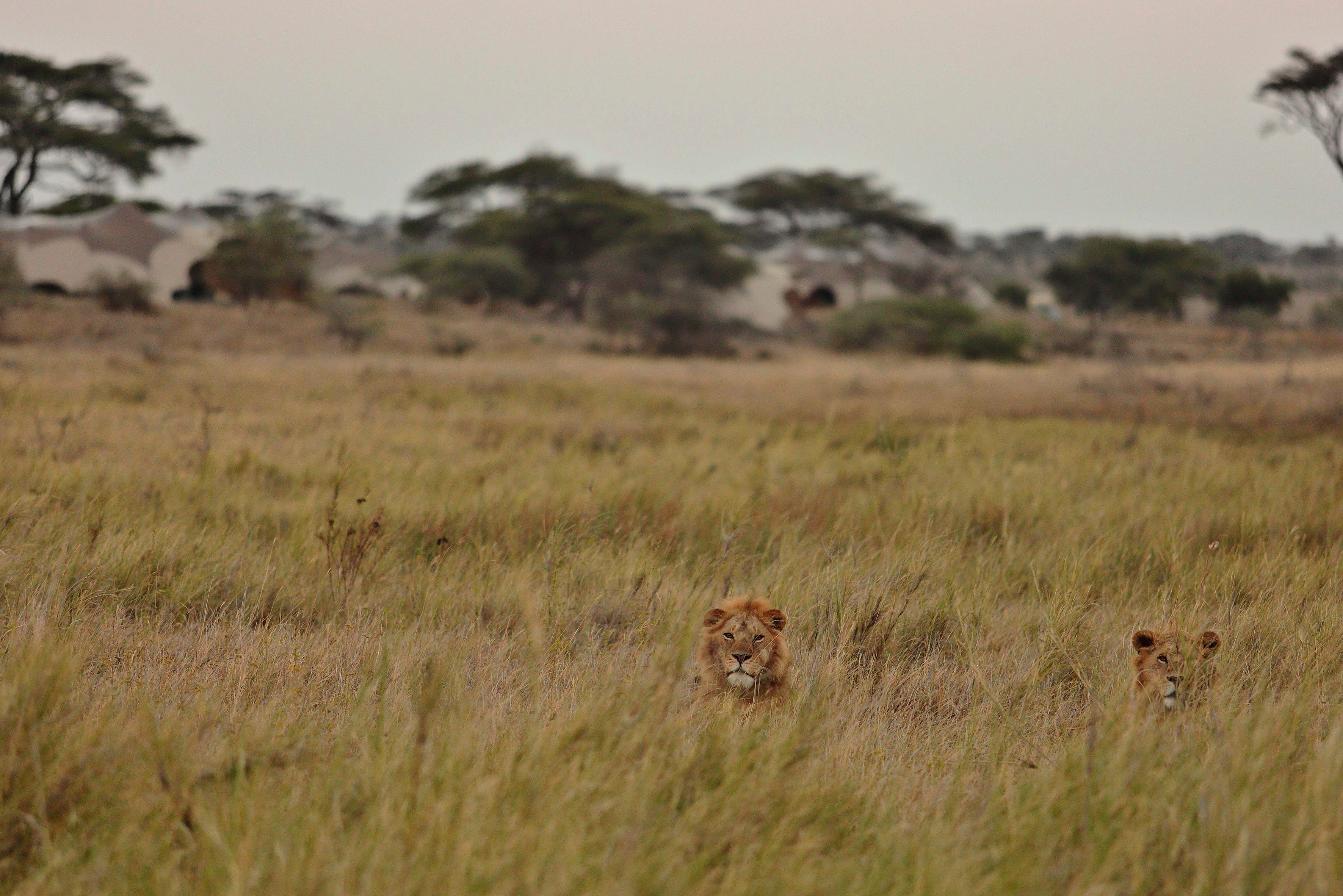Namiri Plains - Lions with Tents in the Background