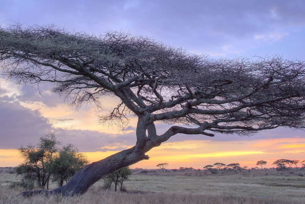 Namiri Plains - Landscape at Namiri Plains Camp, Eastern Serengeti, Tanzania.