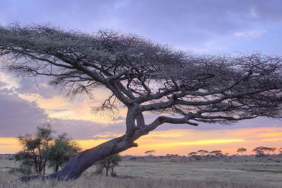Namiri Plains - Landscape at Namiri Plains Camp, Eastern Serengeti, Tanzania.
