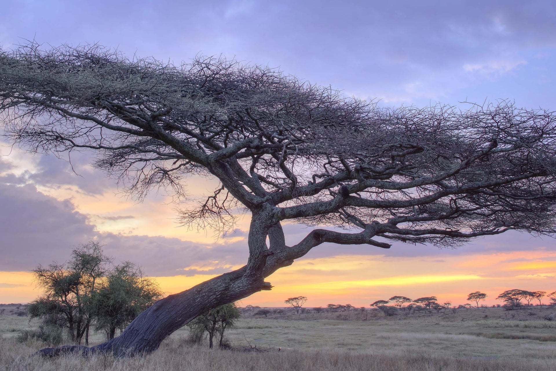 Namiri Plains - Landscape at Namiri Plains Camp, Eastern Serengeti, Tanzania.