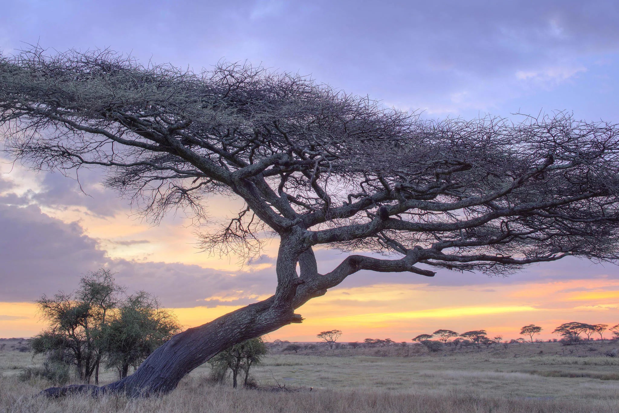 Namiri Plains - Landscape at Namiri Plains Camp, Eastern Serengeti, Tanzania.