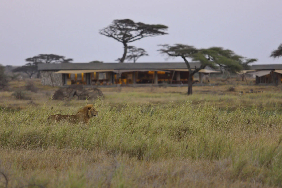 Namiri Plains - Lion with Main Area in Background at Namiri Plains Camp, Eastern Serengeti, Tanzania.