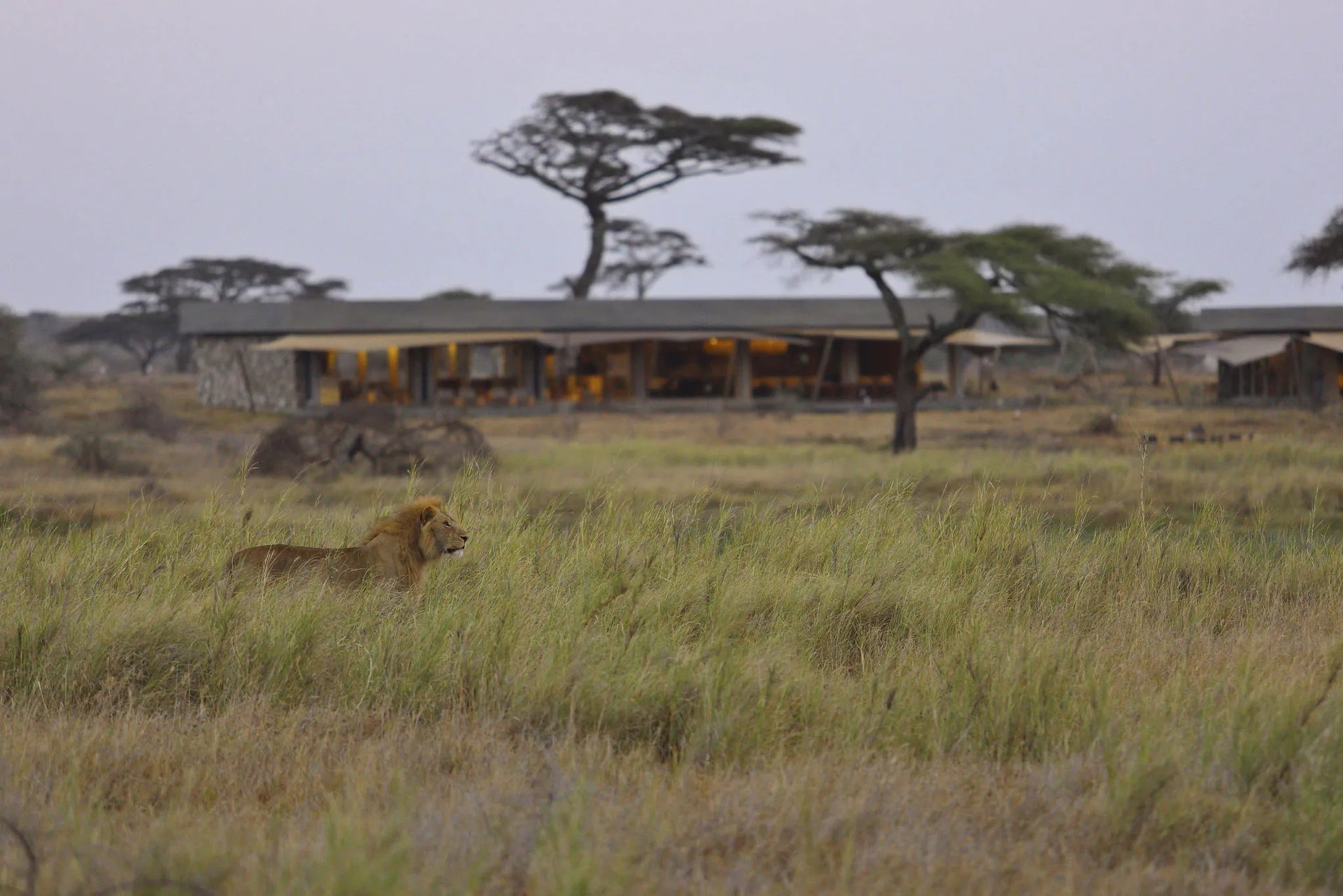 Namiri Plains - Lion with Main Area in Background at Namiri Plains Camp, Eastern Serengeti, Tanzania.