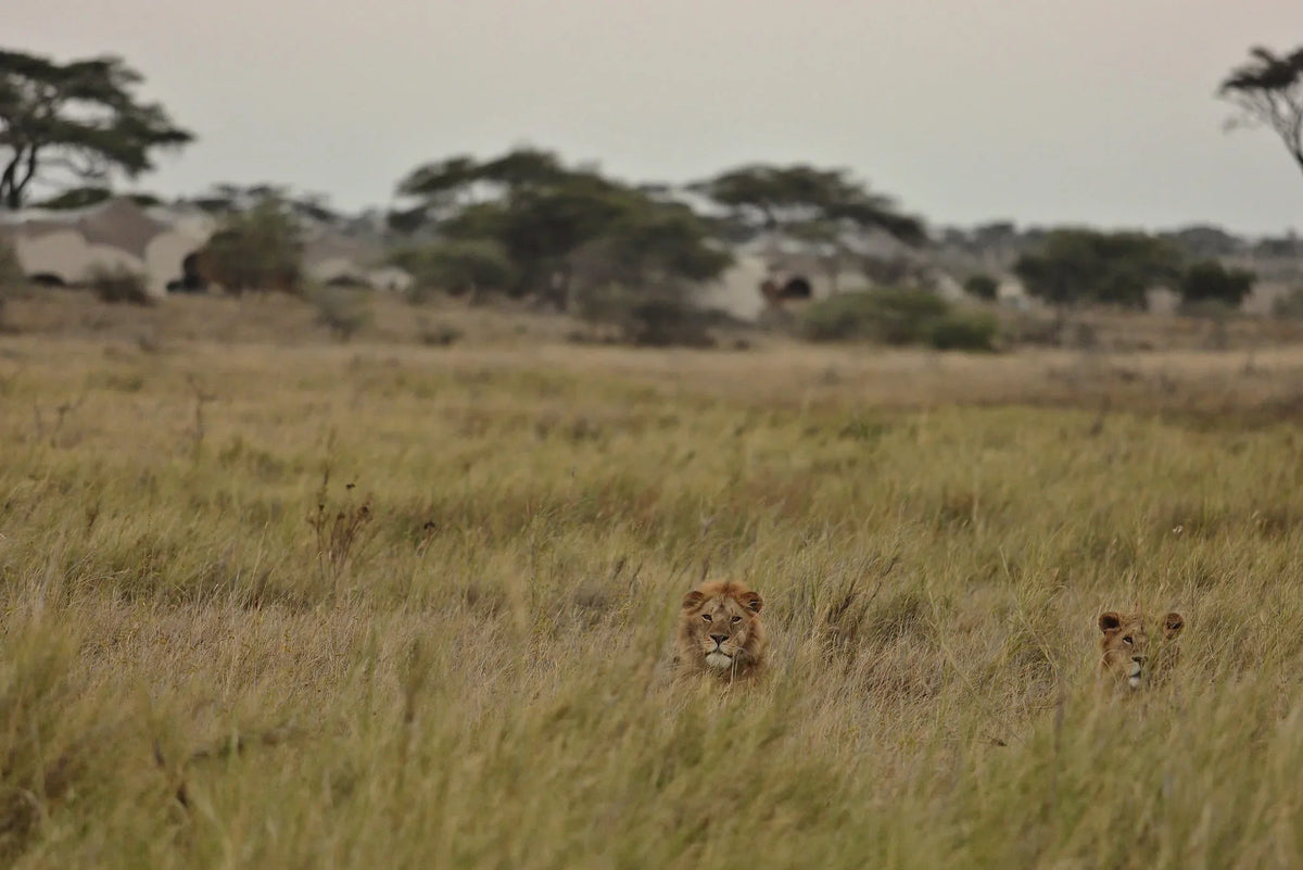 Namiri Plains - Lions with Tents in the Background at Namiri Plains Camp, Eastern Serengeti, Tanzania.
