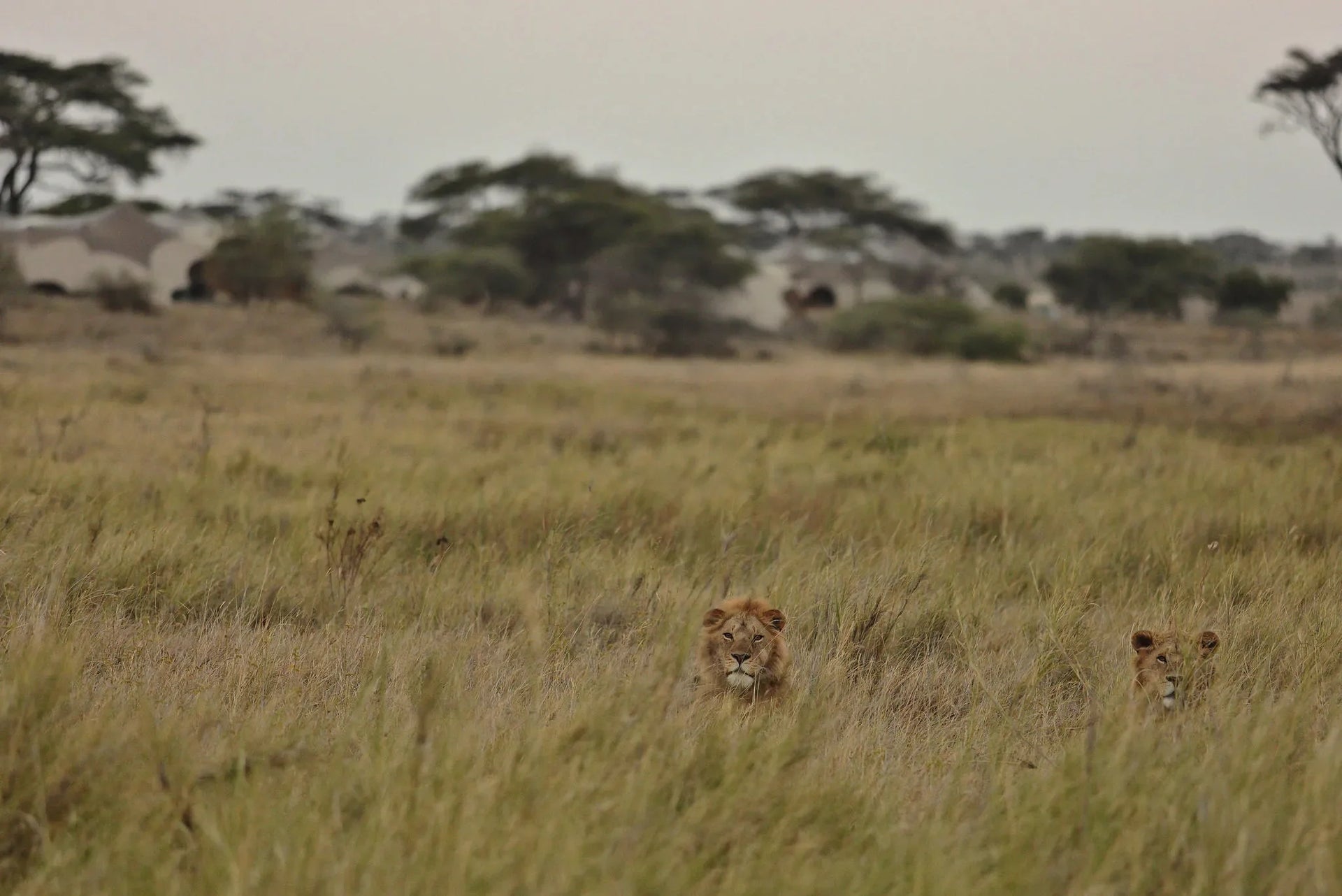 Namiri Plains - Lions with Tents in the Background at Namiri Plains Camp, Eastern Serengeti, Tanzania.