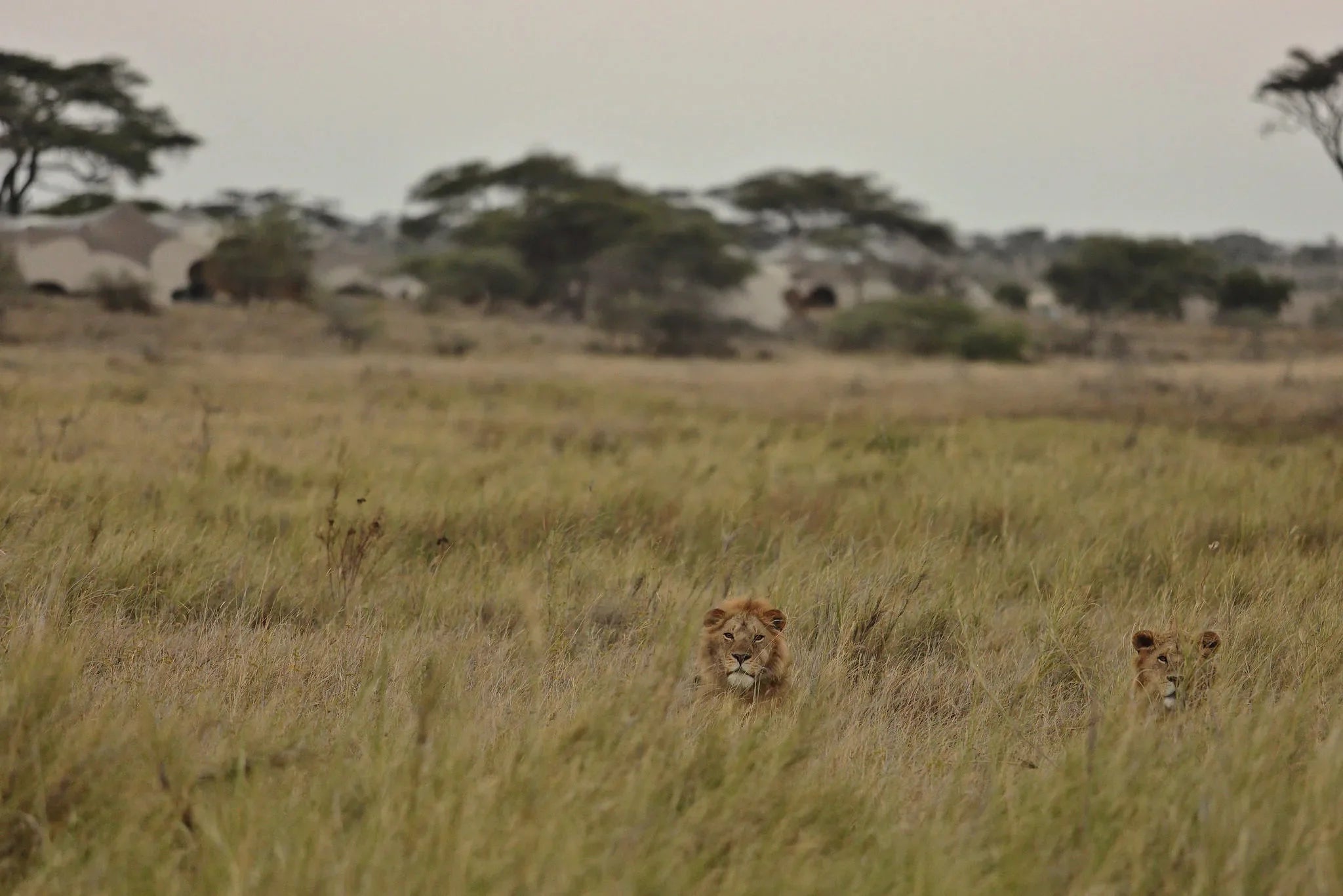 Namiri Plains - Lions with Tents in the Background at Namiri Plains Camp, Eastern Serengeti, Tanzania.