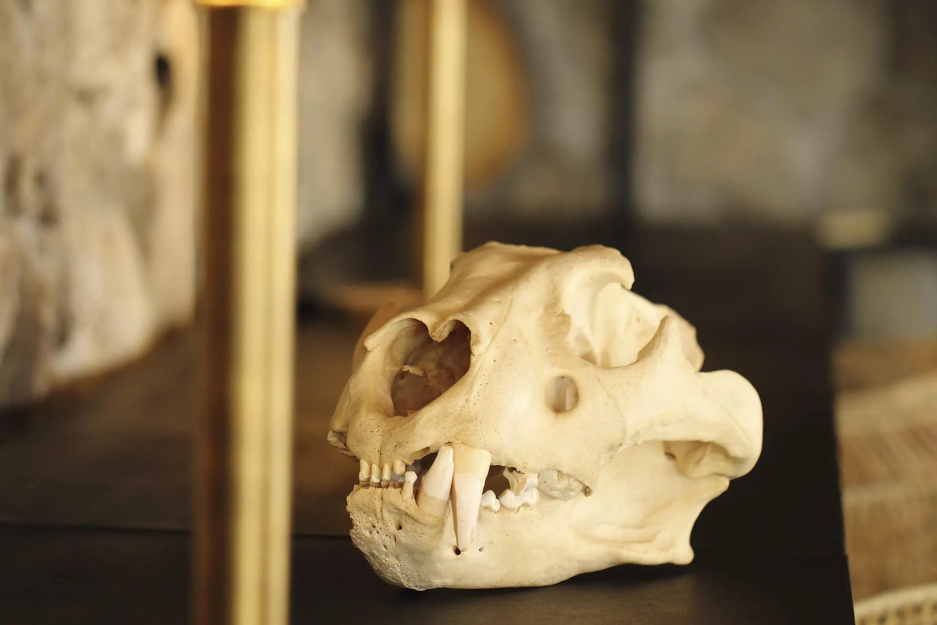 Namiri Plains - The Den Skull at Namiri Plains Camp, Eastern Serengeti, Tanzania.