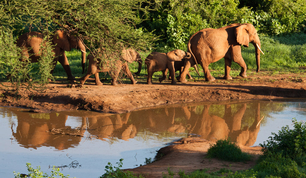 Elephants at Waterhole