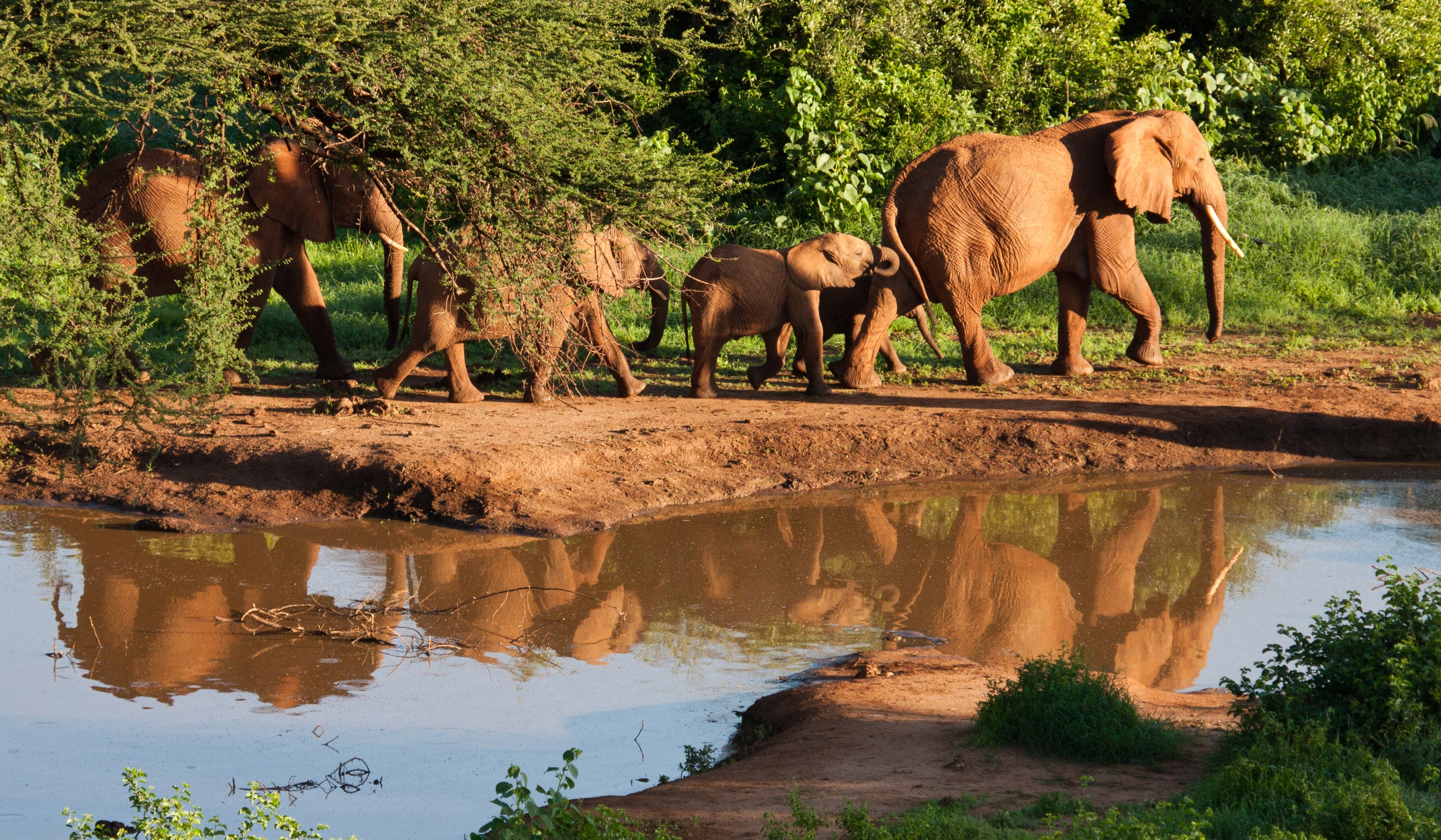 Elephants at Waterhole