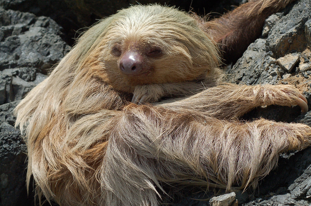 Tucanes Tours- Manuel Antonio National Park