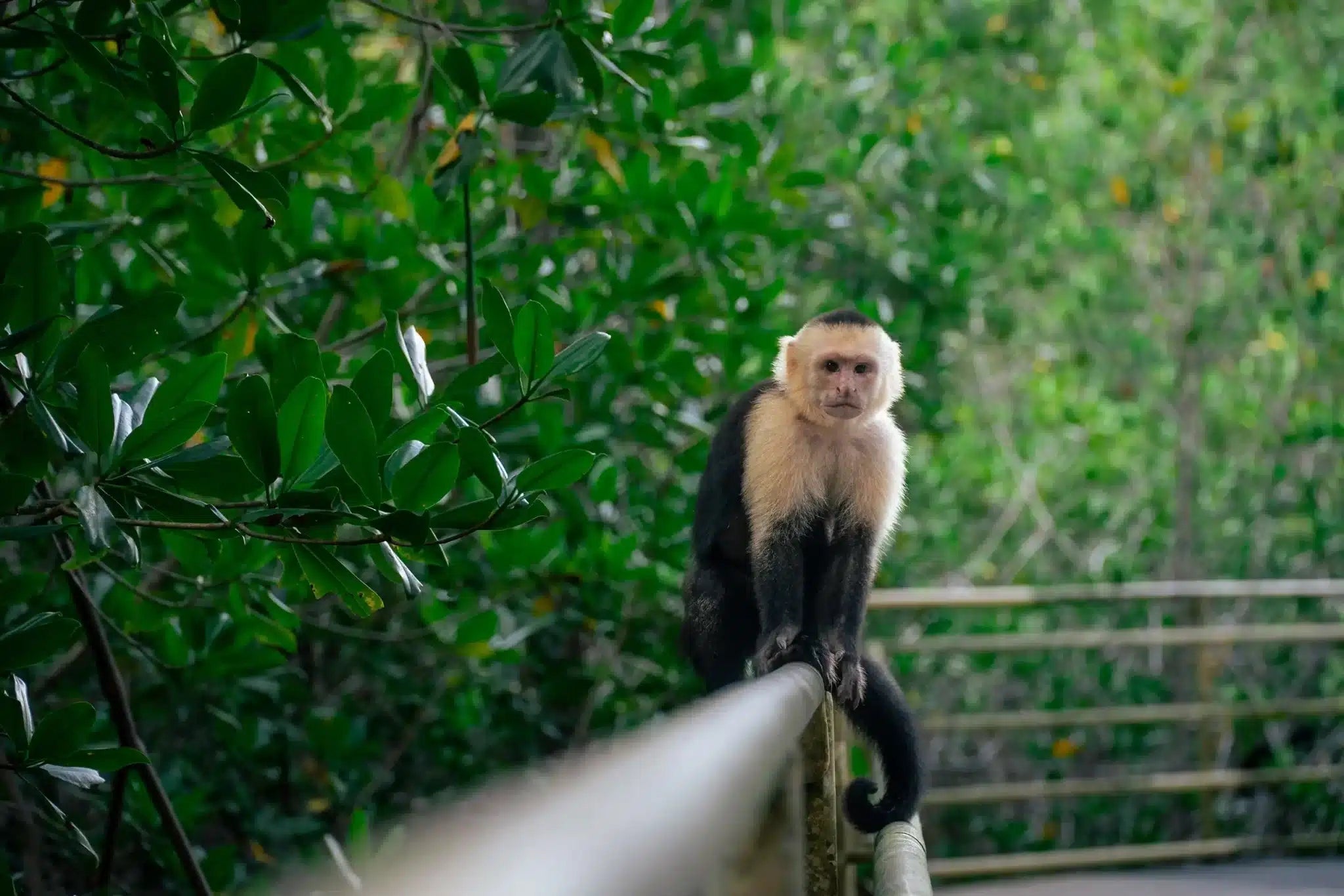 Tucanes Tours- Manuel Antonio National Park