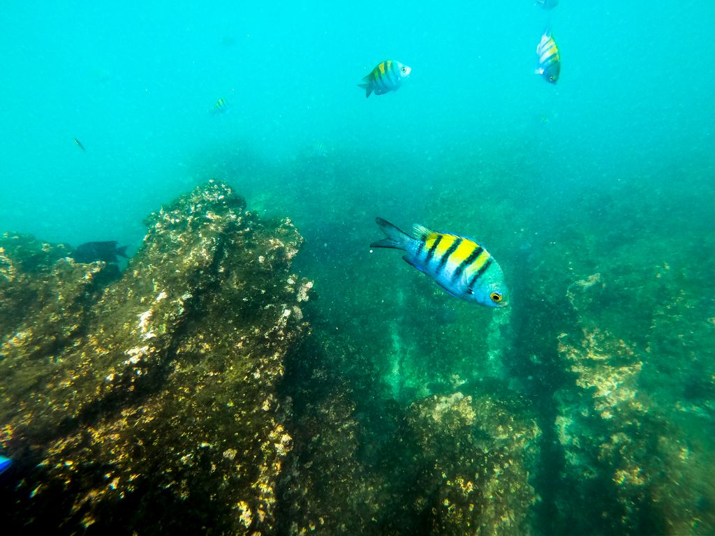 Tucanes Tours- Ocean Kayaking & Snorkeling