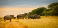 Otjiwa Collection - Thorn Bush Tented Camp : Rhino Tracking