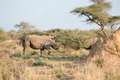 Otjiwa Collection - Savanna Luxury Villa : Rhino Tracking