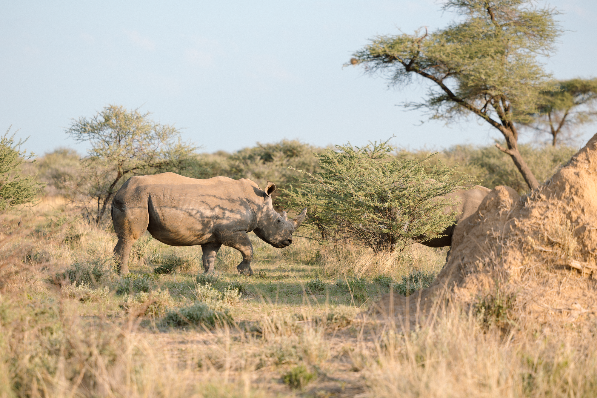 Otjiwa Collection - Savanna Luxury Villa : Rhino Tracking