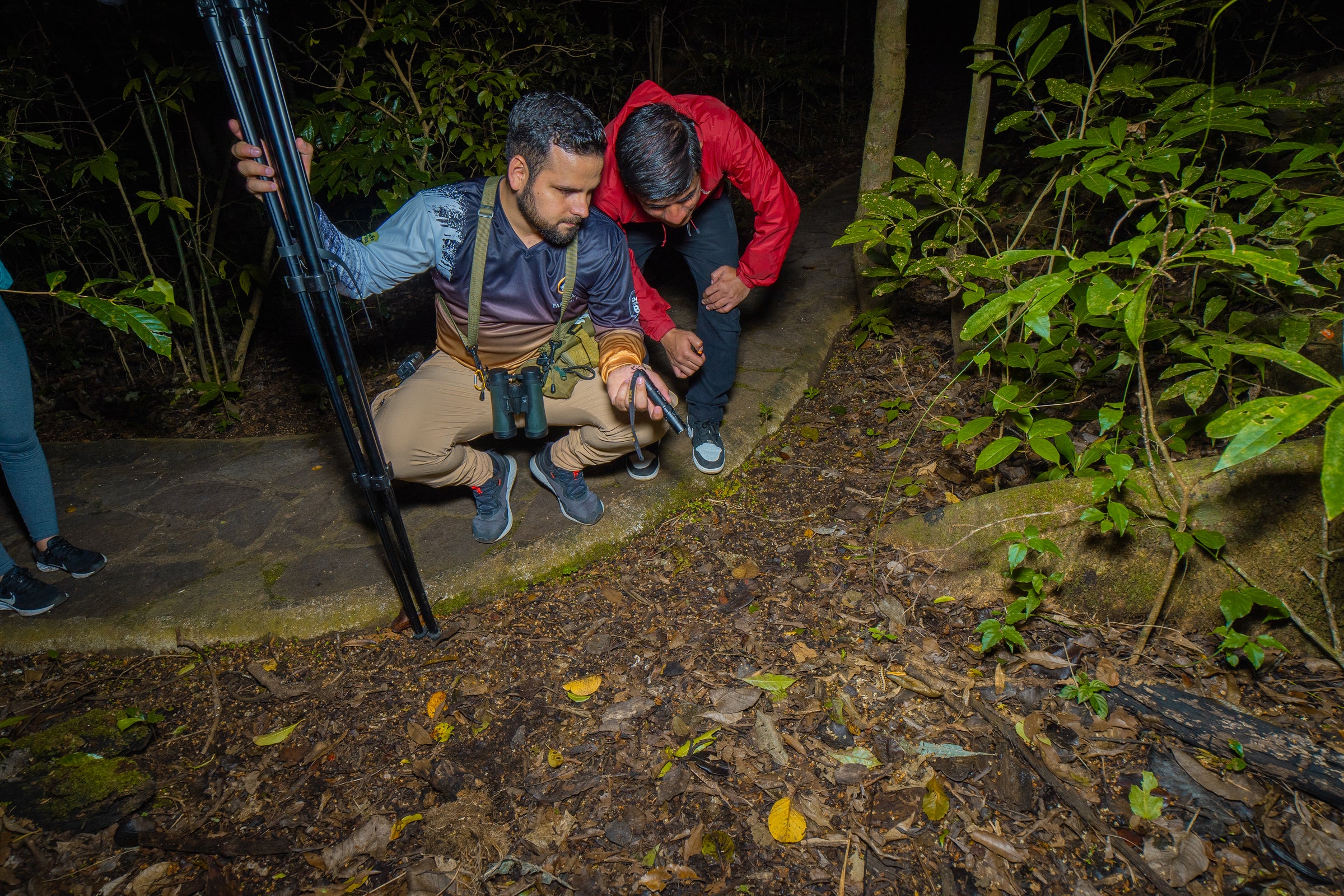 Monteverde Guided Night Walk by Faro Travel