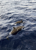 Dolphin Cruise gallery image 1