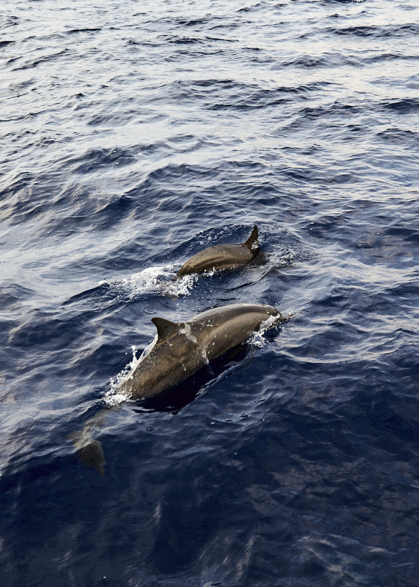 Dolphin Cruise