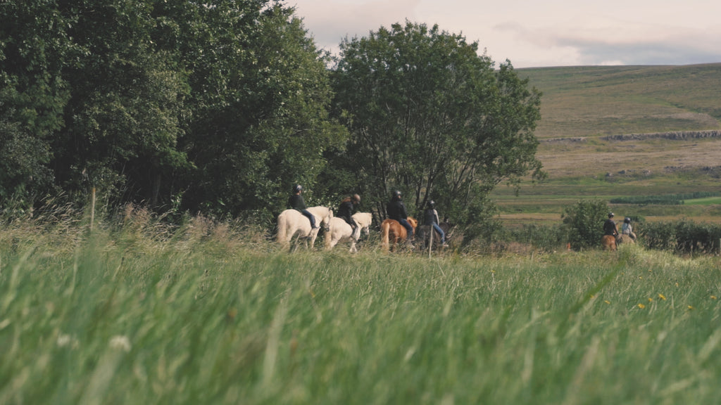 Sturlureykir Horse Farm