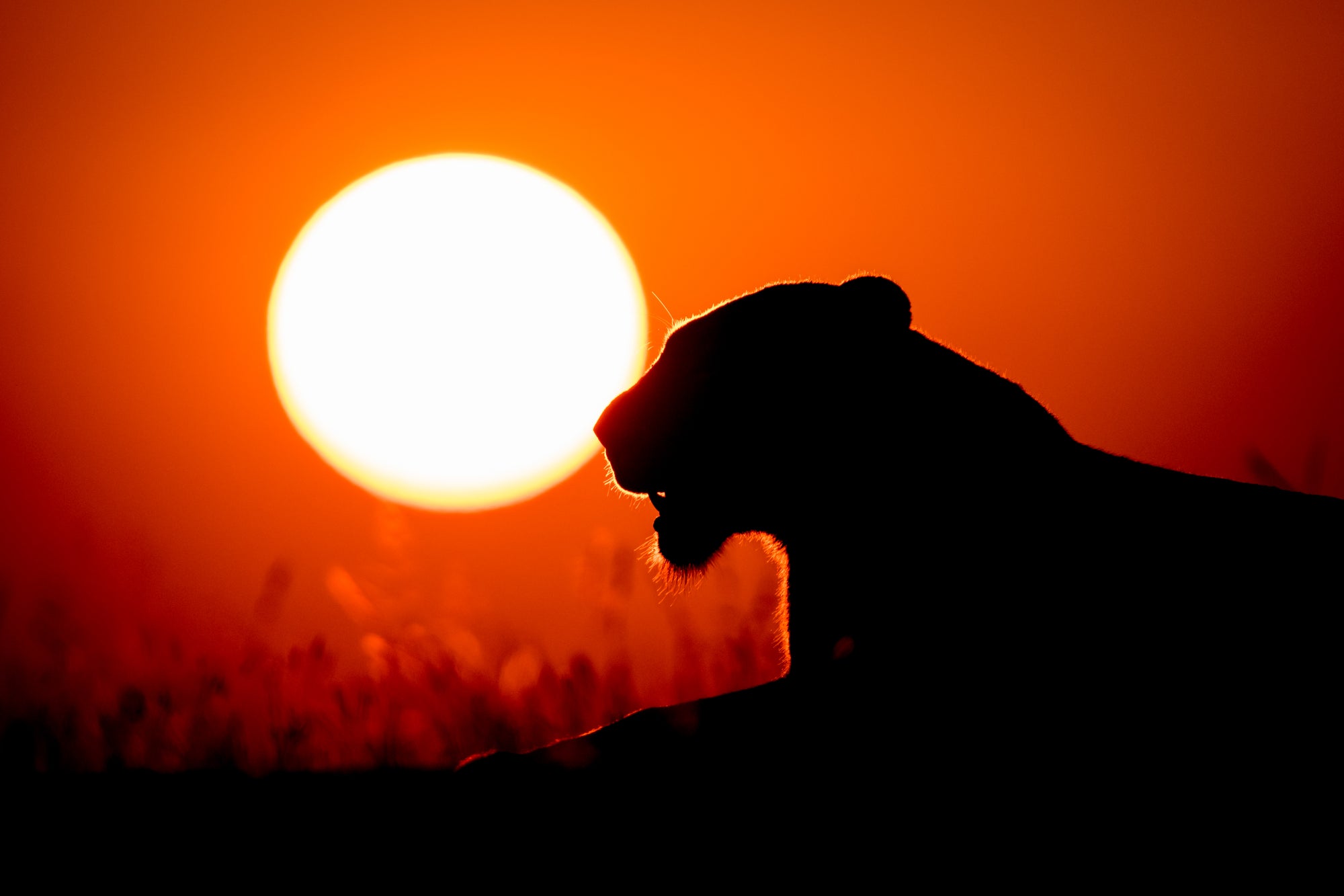 lion_Serengeti_ITIKA_Camp