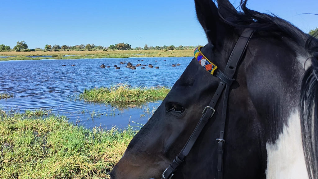 Bontsintsi Horse Safaris, Okavango Delta