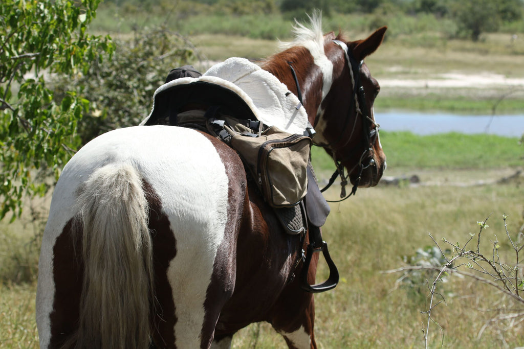 Bontsintsi Horse Safaris, Okavango Delta