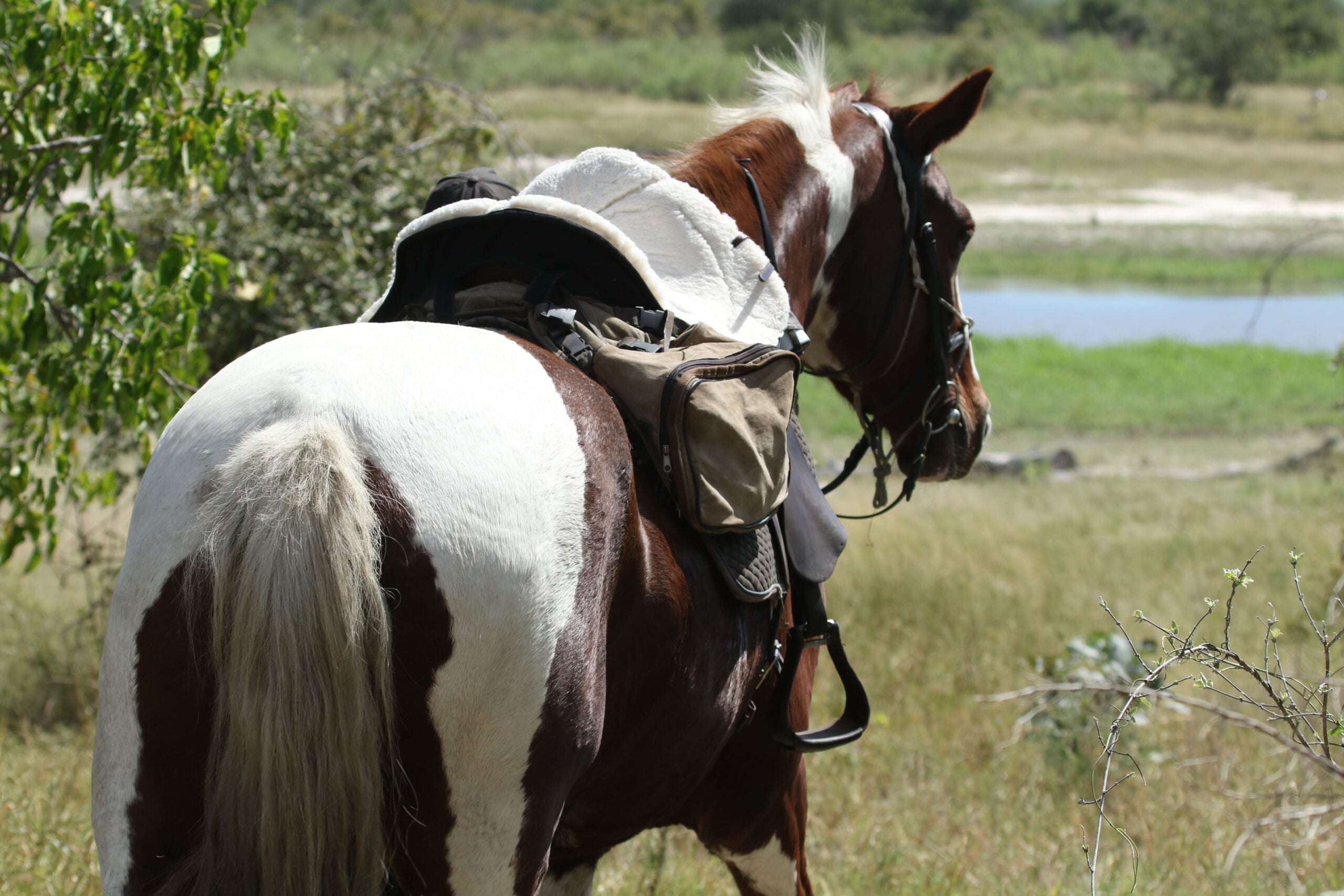 Bontsintsi Horse Safaris, Okavango Delta