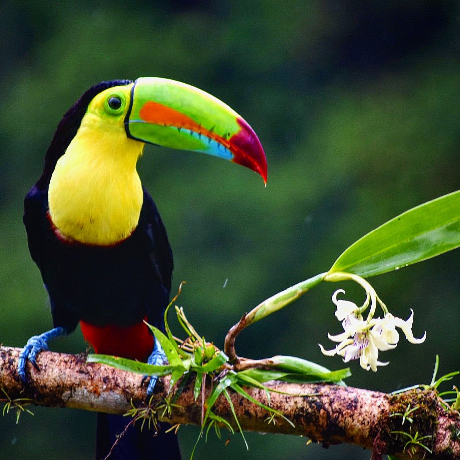 Toucan