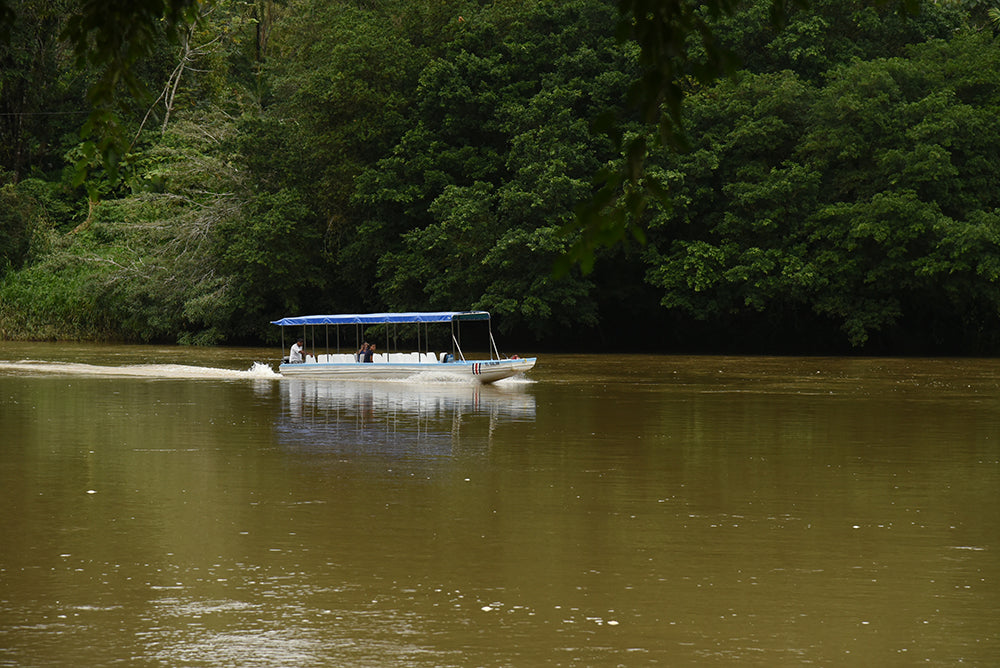 Boat Tours San Carlos River