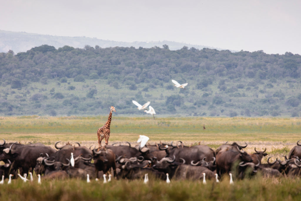Wilderness Magashi Peninsula – Game Drives