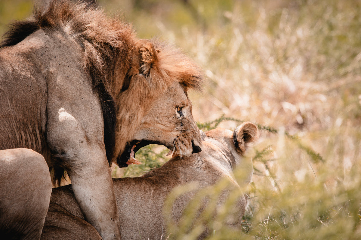 Wilderness Magashi Peninsula – Game Drives
