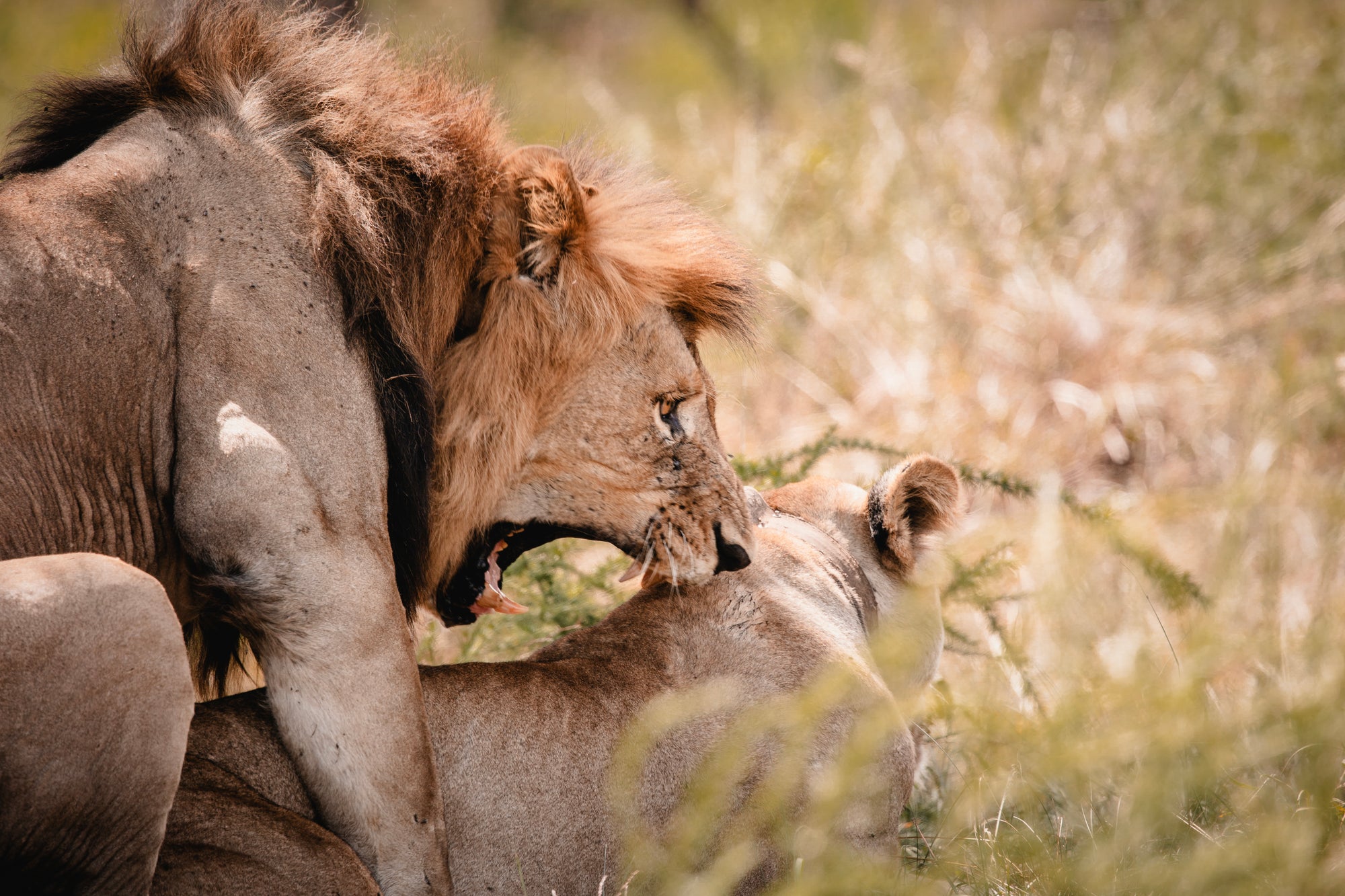 Wilderness Magashi Peninsula – Game Drives