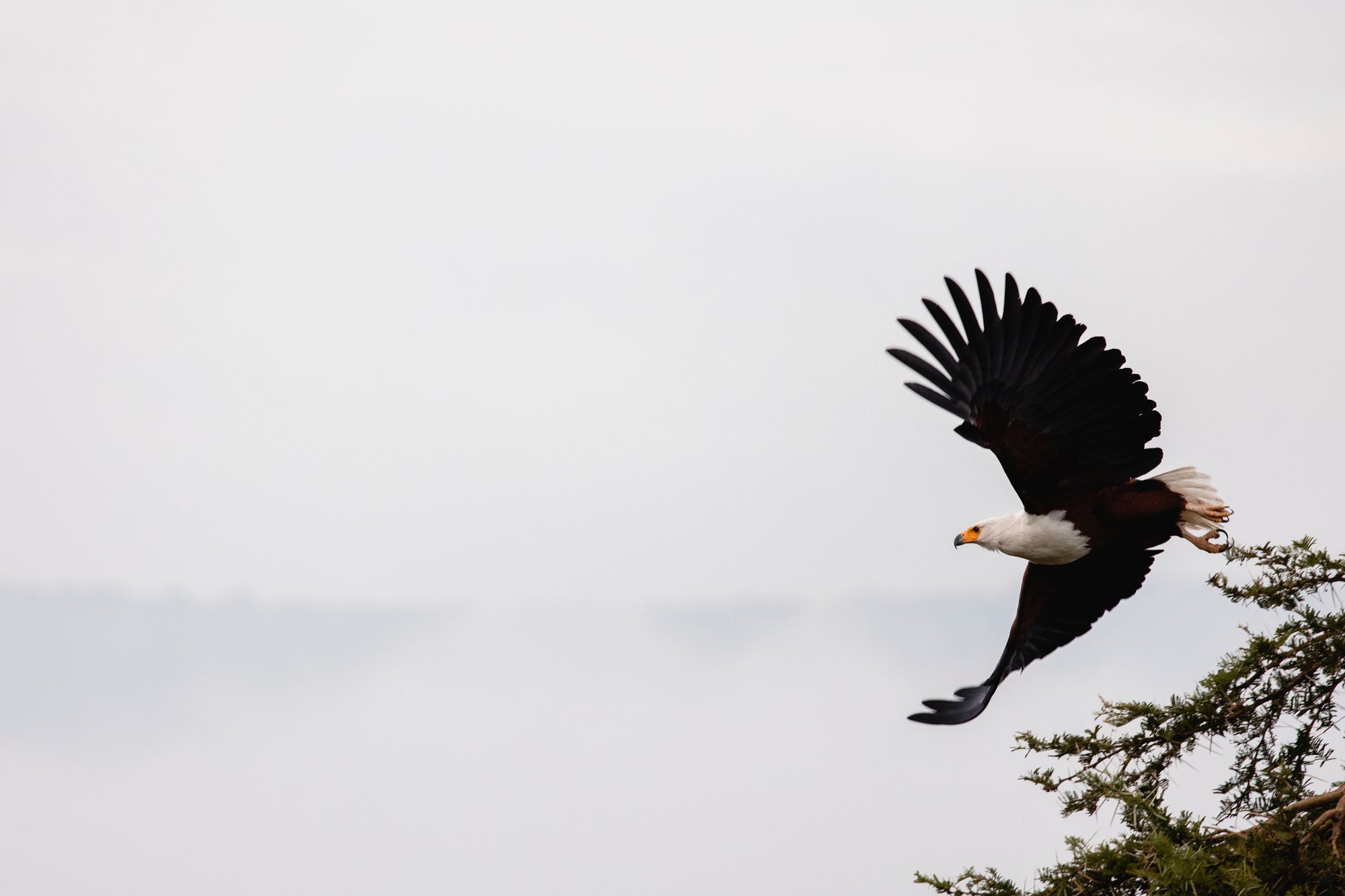 Wilderness Magashi Peninsula - Birding 