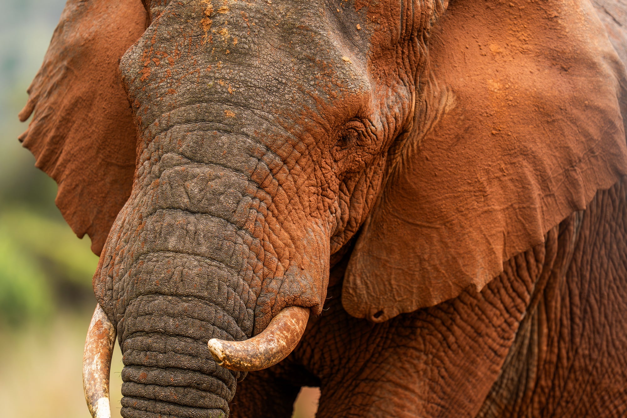 Wilderness Magashi Peninsula – Game Drives