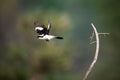 Wilderness Magashi Peninsula - Birding 