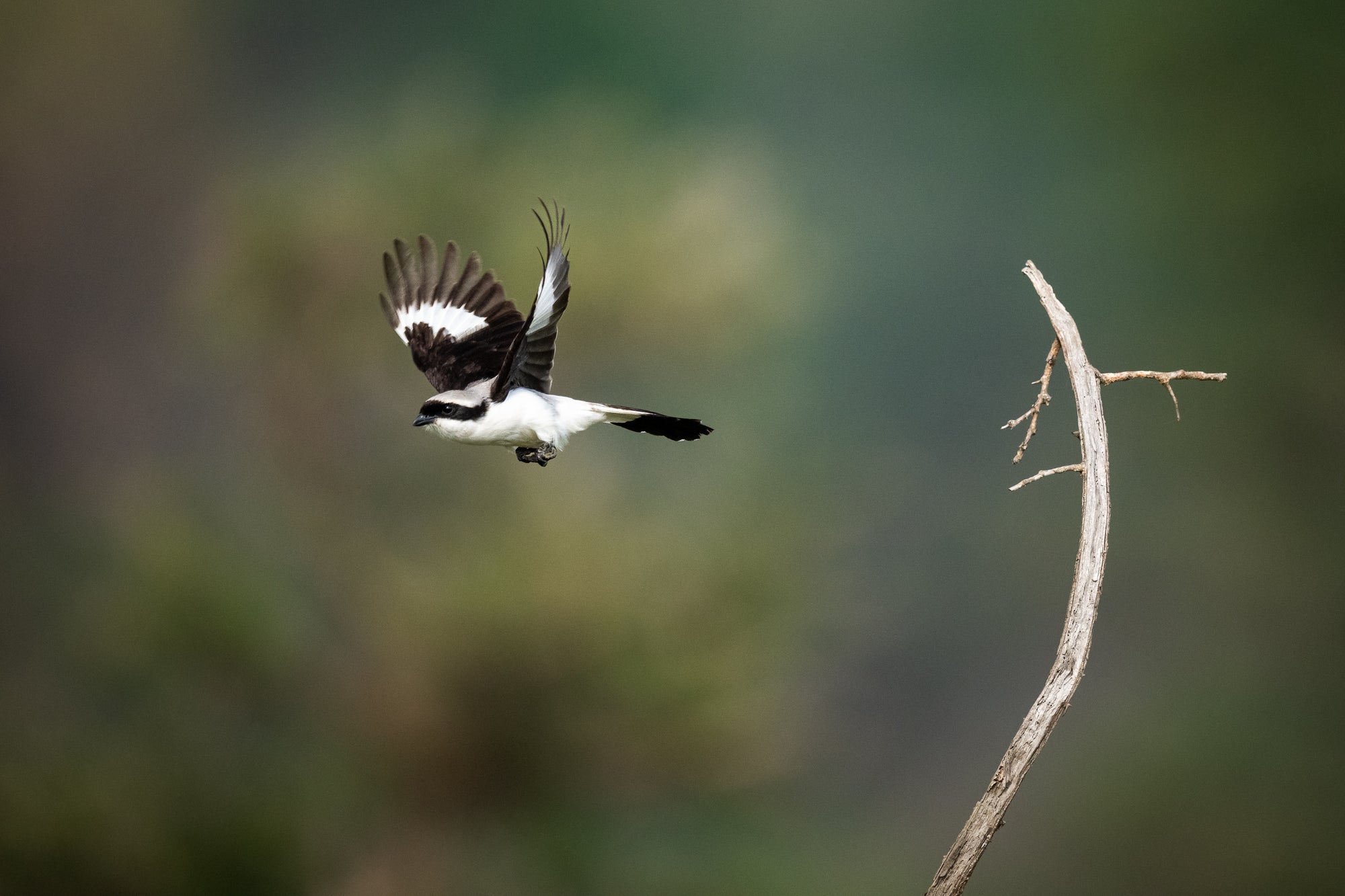 Wilderness Magashi Peninsula - Birding 